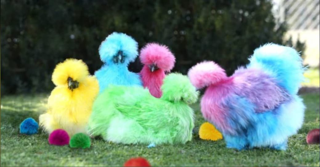 Colorful fluffy chickens and pom-poms on grass, creating a fun, cheerful scene.