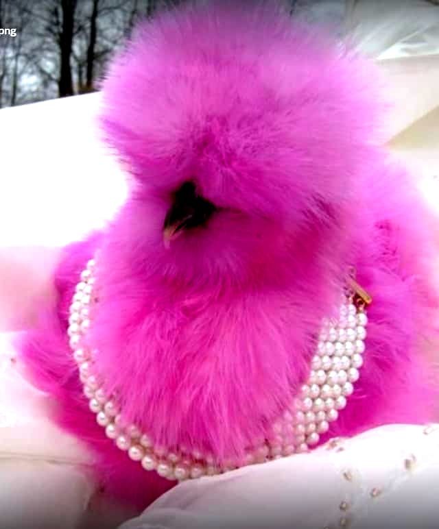 Pink fluffy chicken with pearls in snow, playful and whimsical.